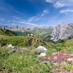 Pyrénées Accommodation Missouri