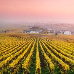 Champagne Accommodation Missouri