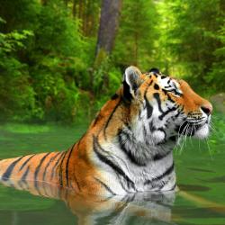 Sumatra Accommodation Missouri