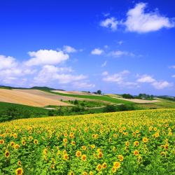 Hokkaido Accommodation Missouri