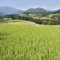 Miyazaki Accommodation Missouri