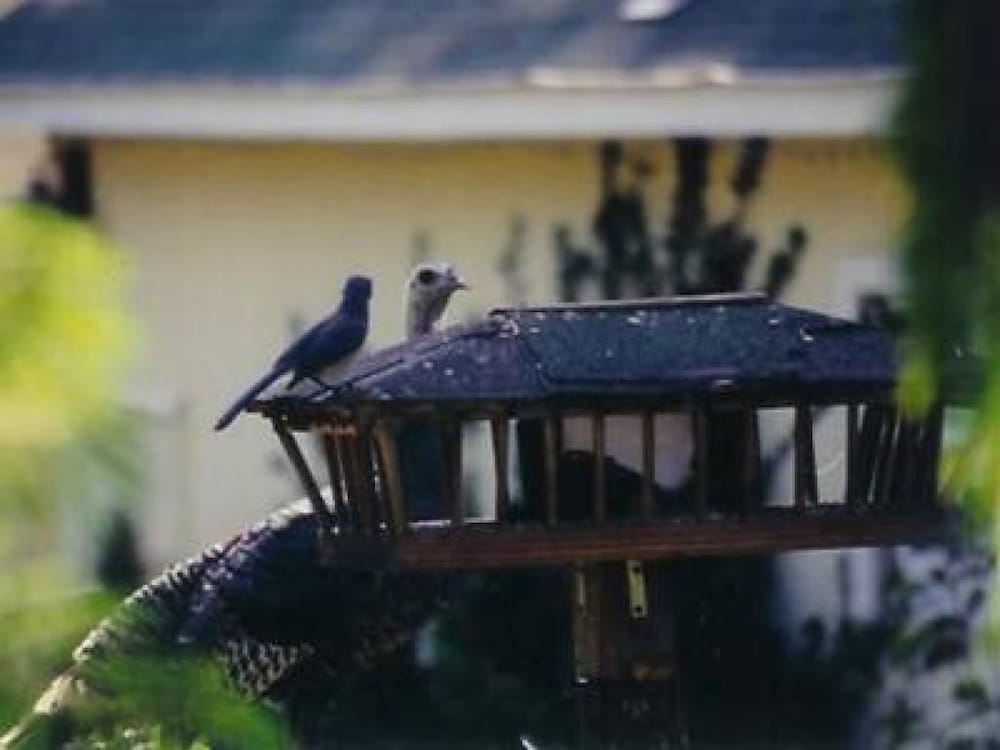 Backyard Garden Oasis - thumb 0