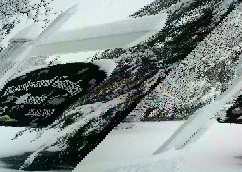 Backyard Garden Oasis - thumb 4