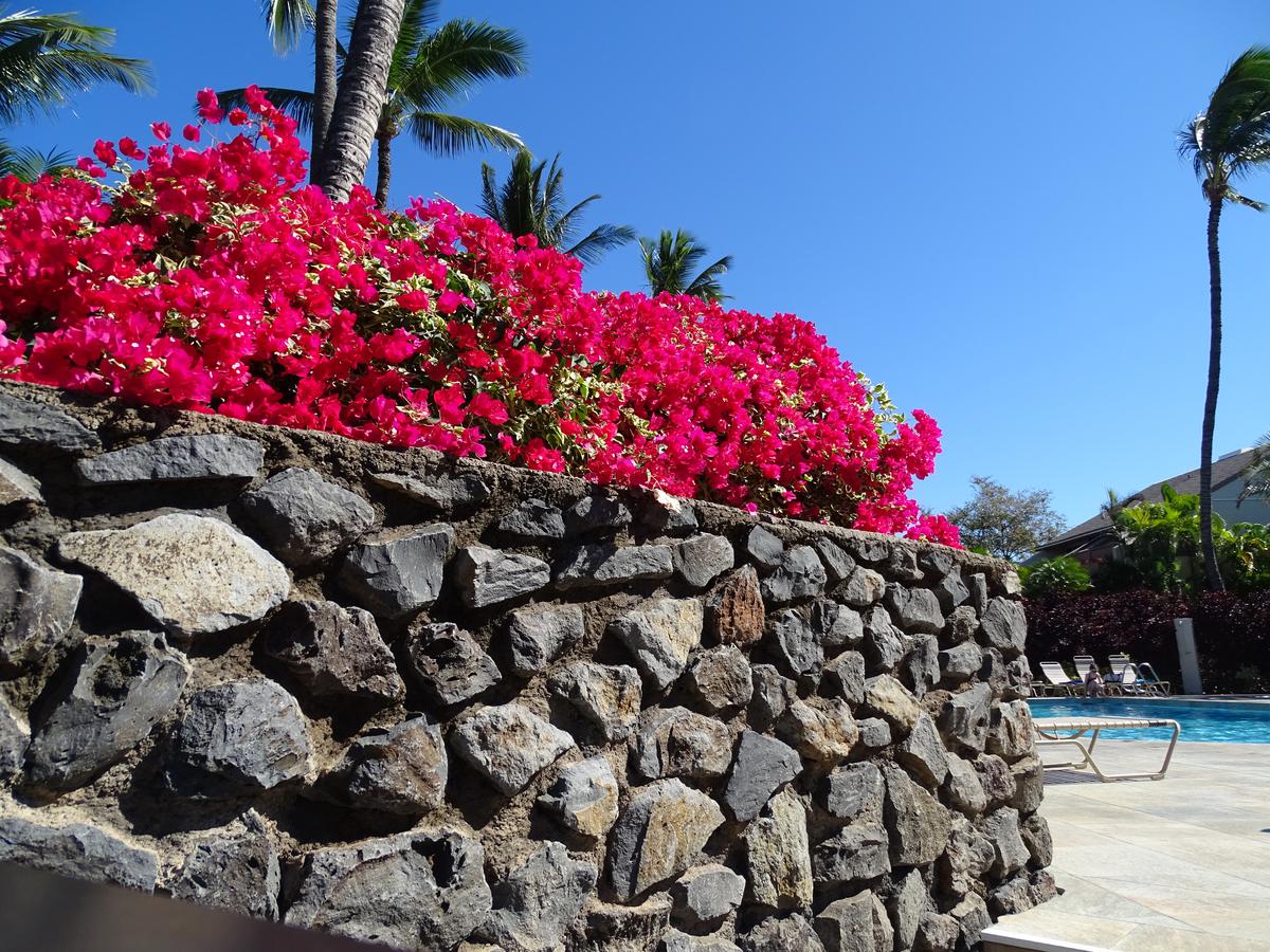 Maui Kamaole - thumb 1