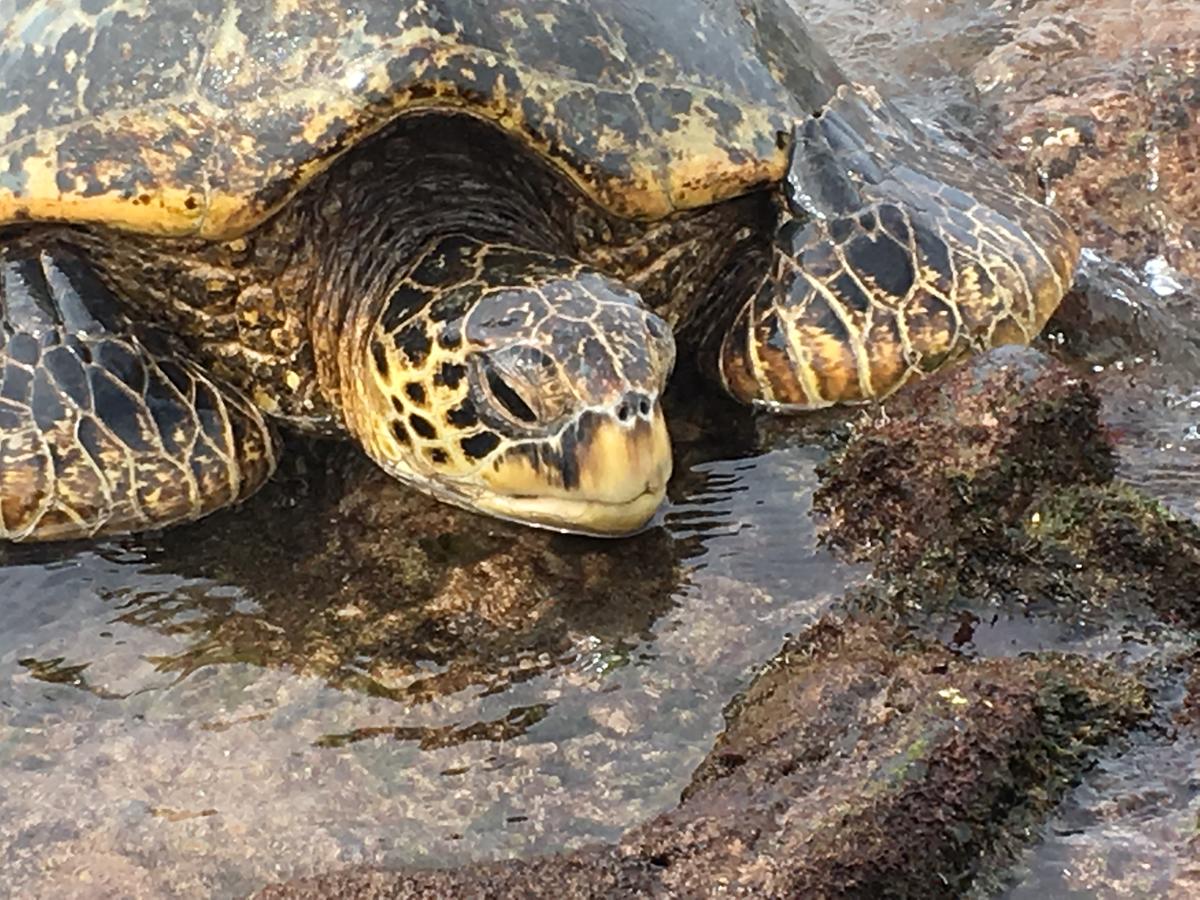 Maui Kamaole - thumb 31