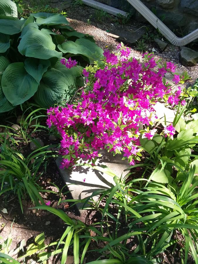 Rose Corner Inn - thumb 7