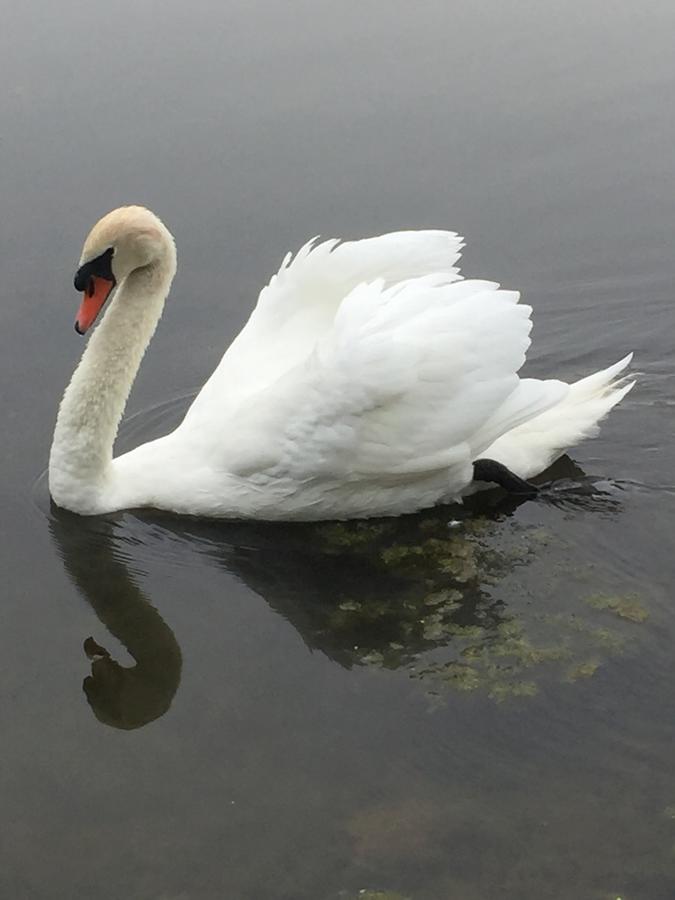 Swan Song Inn - thumb 33