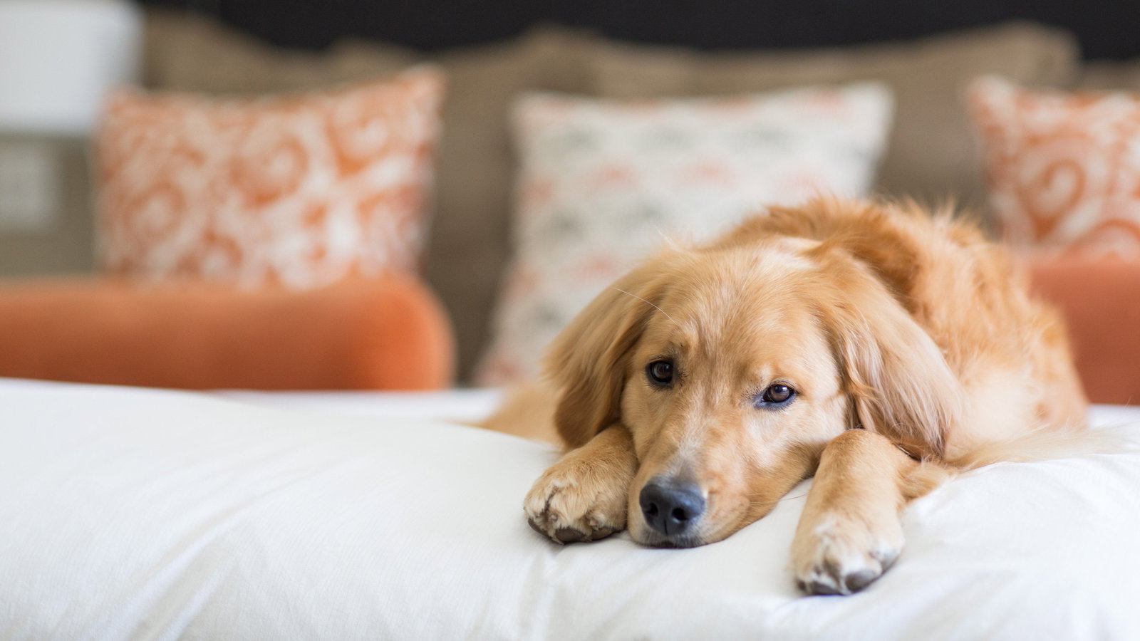 Knob Hill Inn - thumb 8