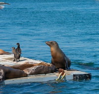 San Diego Shore Excursion San Diego Seal Tour - Accommodation Missouri