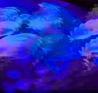 Shark Reef at Mandalay Bay Hotel and Casino - Accommodation Missouri