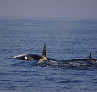 San Diego Whale Watching Cruise - Accommodation Missouri
