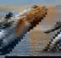 Alaska 7-Day Brown Bears and Denali Adventure from Anchorage - Accommodation Missouri