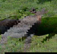 Ultimate Alaskan Adventure - Accommodation Missouri