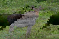 Mentasta Lake Ak Accommodation Missouri