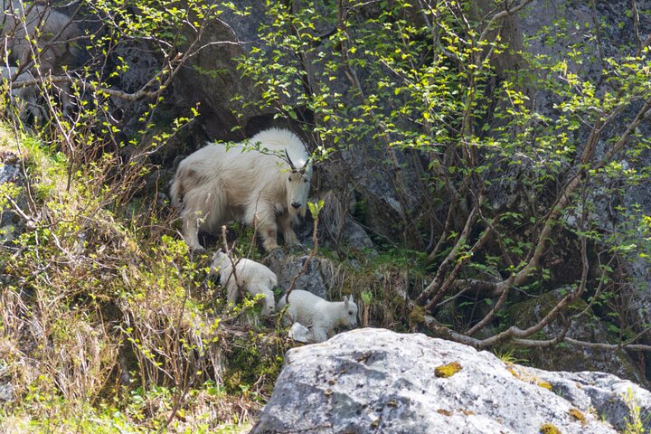 Kenai Fjords National Park Glacier  Wildlife Cruise morning departure