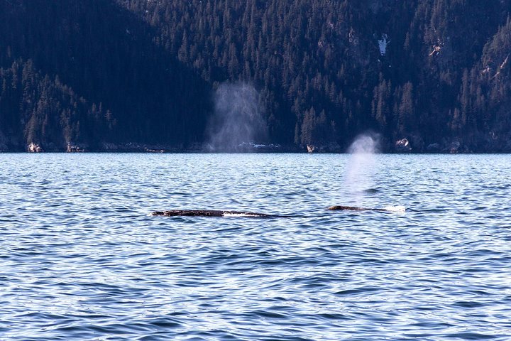 Spring Wildlife Cruise - thumb 3