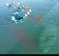 Manatee Snorkeling Tours - Accommodation Missouri