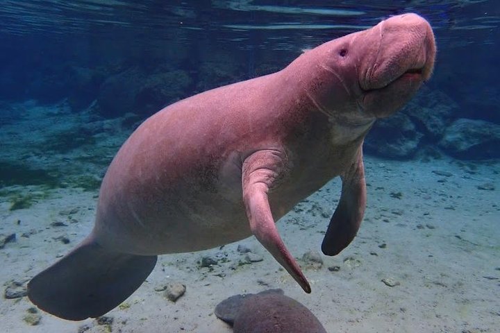 Swim With The Manatees Includes In-Water Guide/Photographer - thumb 0