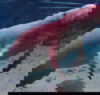 Swim with the Manatees Includes In-Water Guide/Photographer - Accommodation Missouri