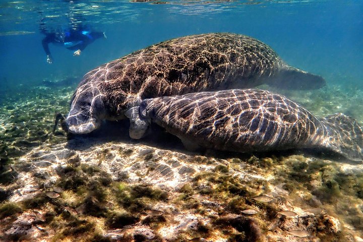 Swim With The Manatees Includes In-Water Guide/Photographer - thumb 2