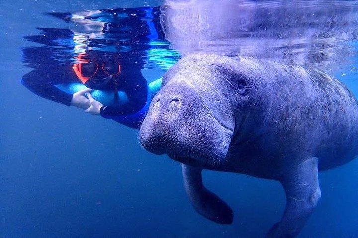 Swim With The Manatees Includes In-Water Guide/Photographer - thumb 3