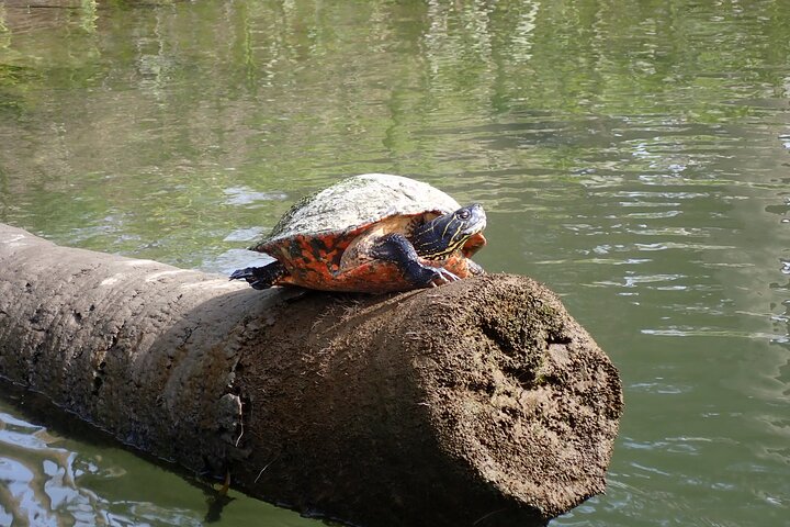 Manatee Viewing Cruise - thumb 2