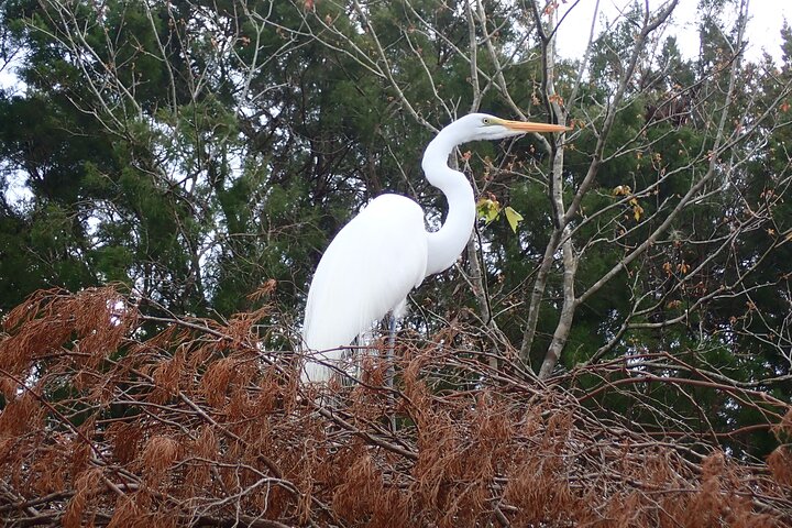 Manatee Viewing Cruise - thumb 4