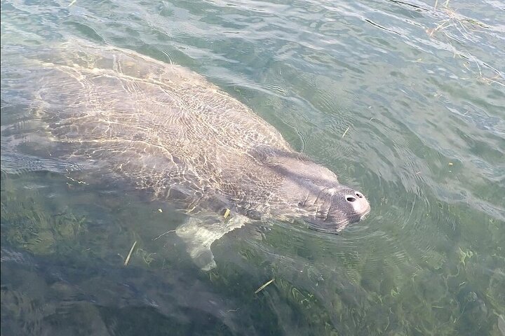 Manatee Viewing Cruise - thumb 5