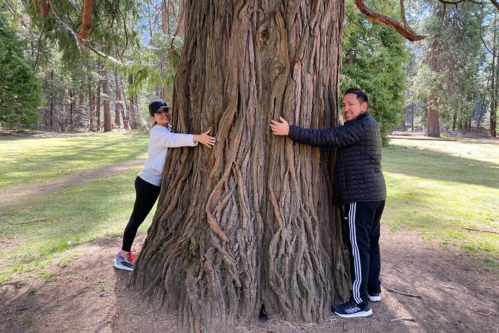 Private Family Photo Day In Yosemite - thumb 3