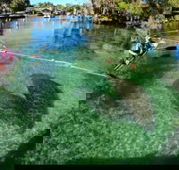 All Clear Kayak Manatee Viewing Ecotour With Local Guide - Accommodation Missouri