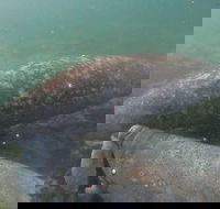 Swim With Manatees In Crystal River Florida - Accommodation Missouri