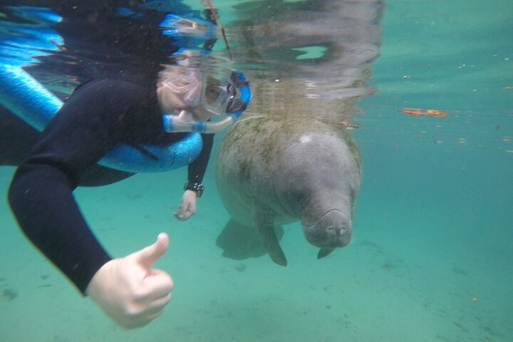 Small Group Manatee Snorkeling Tour With In Water Guide - thumb 3