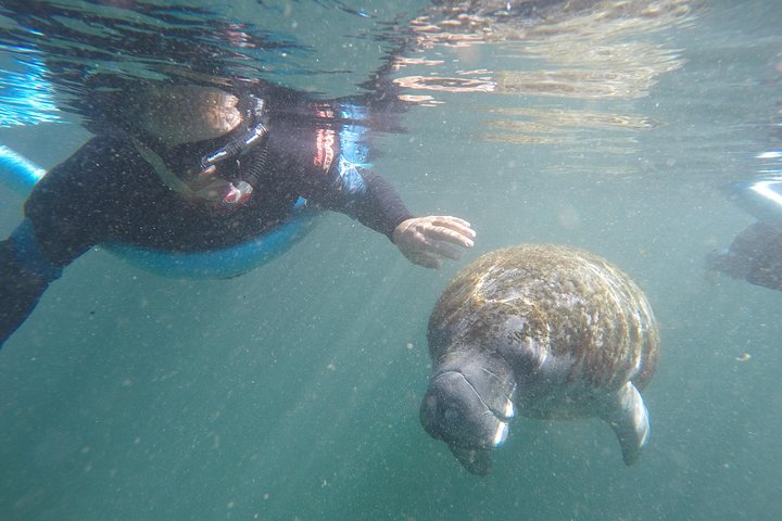 Small Group Manatee Snorkeling Tour With In Water Guide - thumb 4