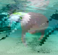 Manatee Snorkel Tour with In-Water Divemaster/Photographer - Accommodation Missouri