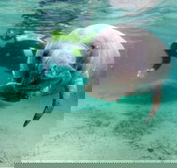 Small group Manatee Tour with In-Water Divemaster/Photographer - Accommodation Missouri