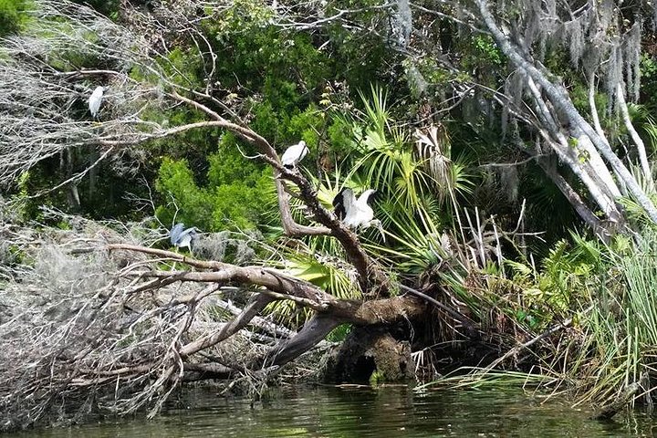 Kings Bay Scenic Cruise From Crystal River - thumb 4