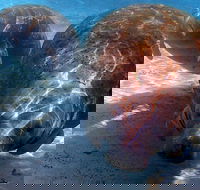 Small Group VIP Manatee Pontoon Tour - Accommodation Missouri