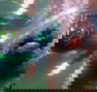 Private Manatee Tour - Accommodation Missouri