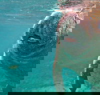 Self Drive Swim with Manatees on the Crystal River - Accommodation Missouri