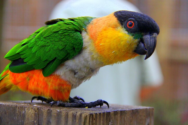 Wild Florida Adventure Package Tour with Transportation