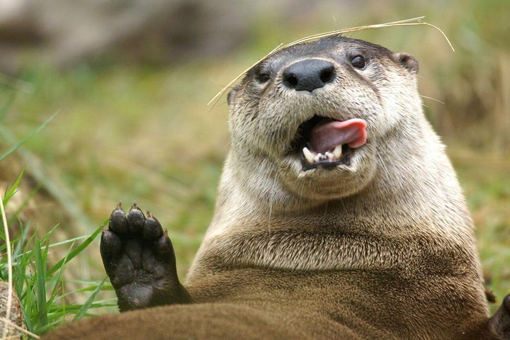 Skip the Line Central Florida Zoo and Botanical Gardens Ticket