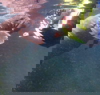 Manatees and Rainbow River by SCUBA or Snorkel - Accommodation Missouri