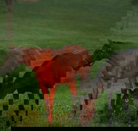 Half-Day Thoroughbred Horse Farm Tour in Kentucky - Accommodation Missouri