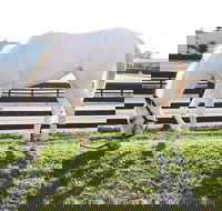 Rarest Thoroughbreds in the World Tour - Accommodation Missouri