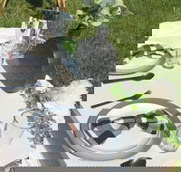 Outdoor Luxury Themed Picnic Setup in Detroit - Accommodation Missouri