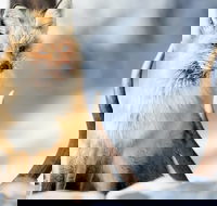 Winter Yellowstone Tour With Optional Hike or Snowshoe - Accommodation Missouri