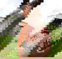 Keep Calm and Brush On - Accommodation Missouri