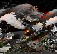 Branson Dinosaur Museum Admission Ticket - Accommodation Missouri