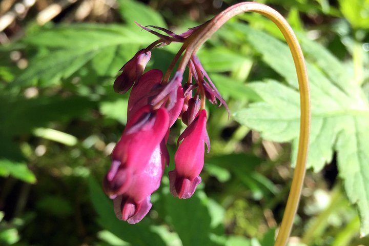 Explore Columbia River Gorge Half-Day Small-Group Tour