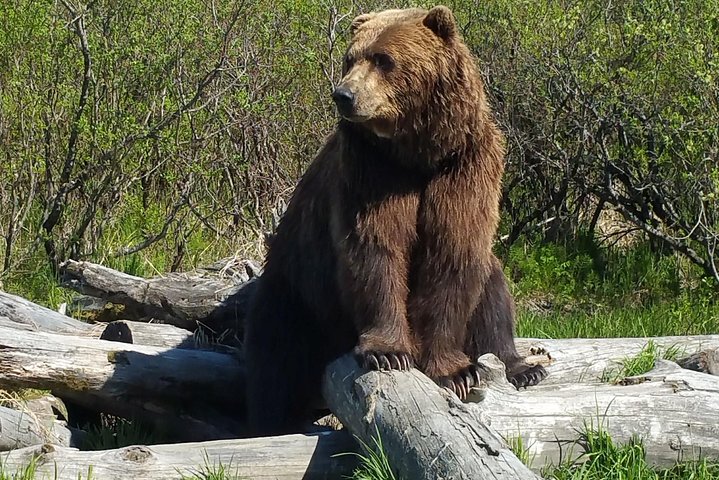 Alaska Wildlife Visit, 1-hr. Glacier Cruise Adventure & Anchorage City Tour - thumb 0